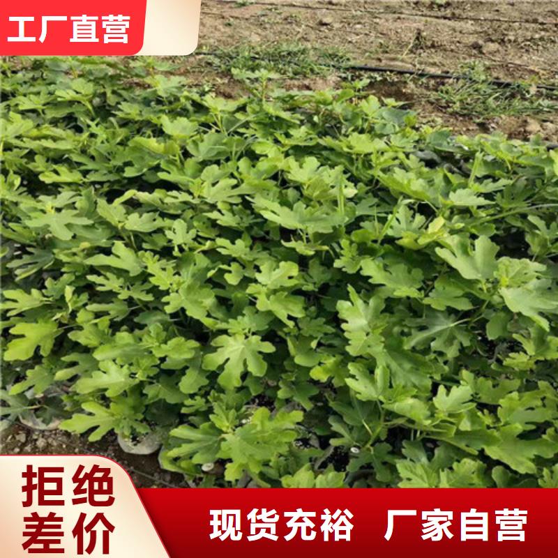 无花果梨树苗满足多种行业需求