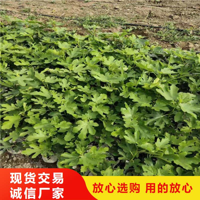 无花果大棚草莓苗满足您多种采购需求