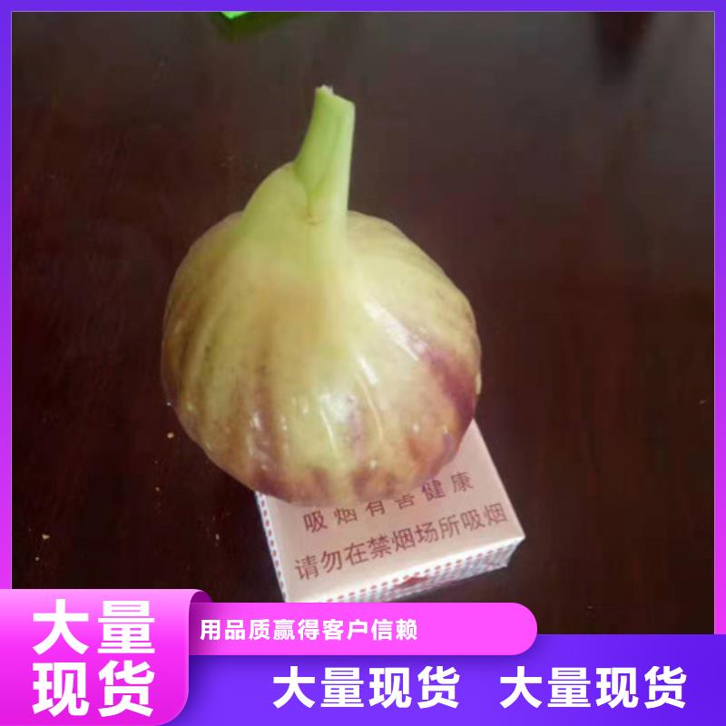 无花果,大棚草莓苗多年行业经验