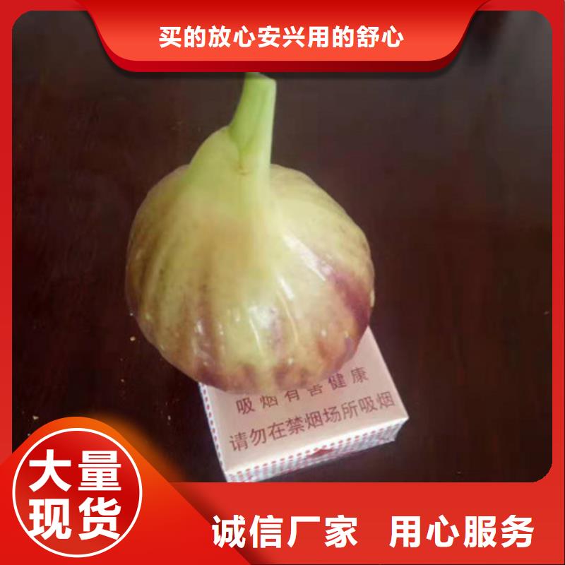 无花果蓝莓苗品种全