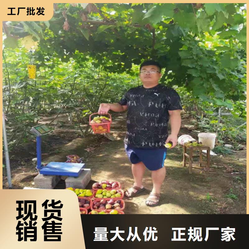 无花果山楂树苗当地厂家值得信赖