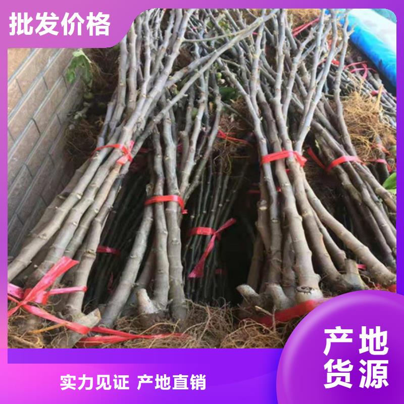 无花果海棠盆景苗诚信经营现货现发