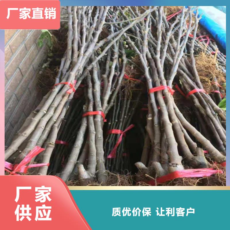 无花果苹果苗规格齐全实力厂家