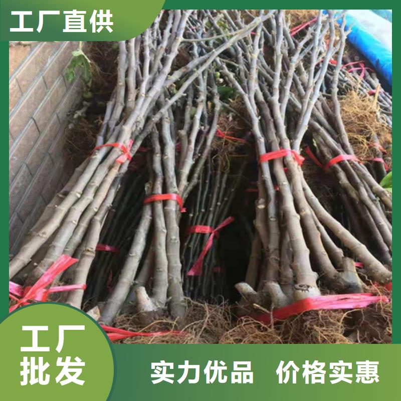 无花果桃树苗为您精心挑选