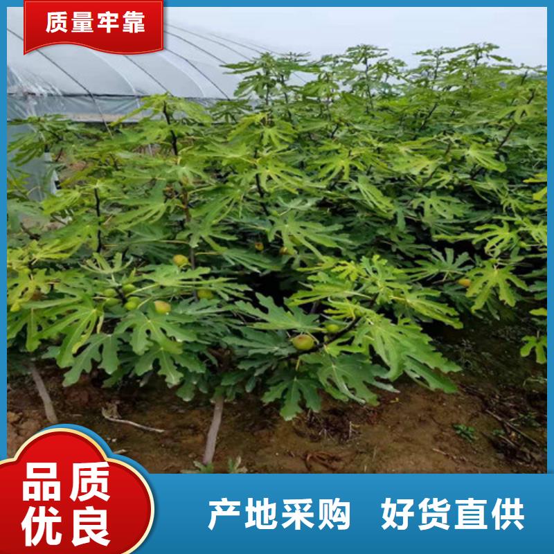 无花果苹果苗规格齐全实力厂家