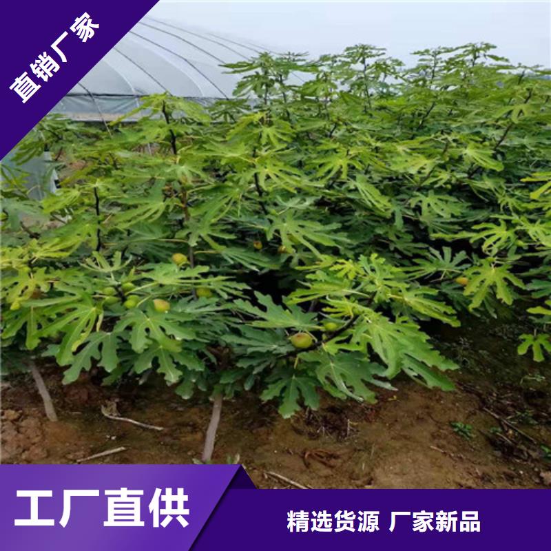 无花果大棚草莓苗满足您多种采购需求