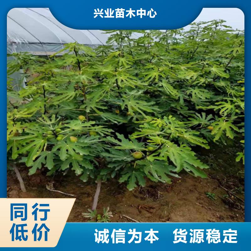 无花果大红袍花椒苗生产厂家