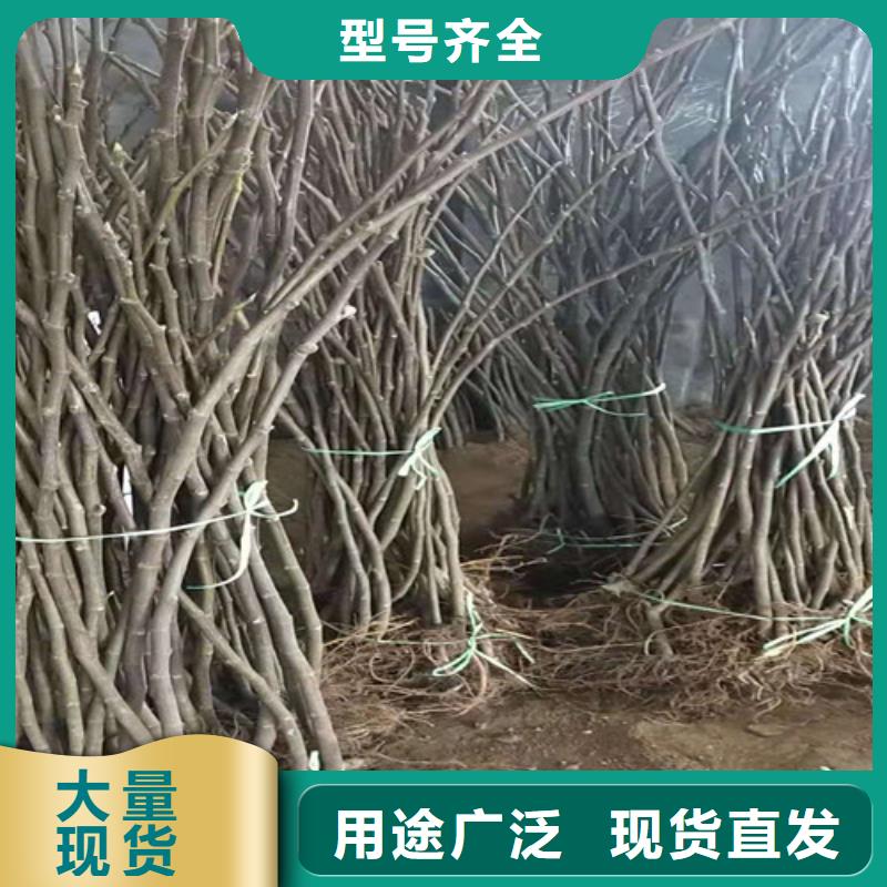 无花果【山楂树苗】行业优选