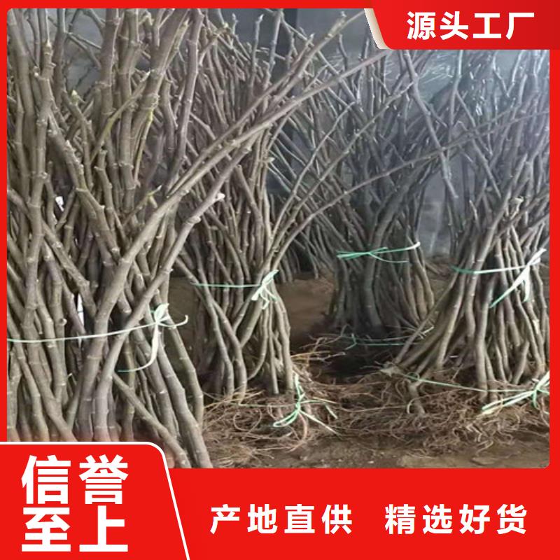 无花果大红袍花椒苗生产厂家