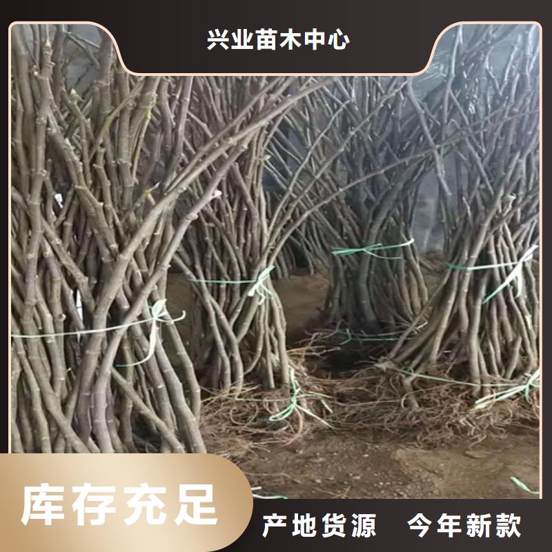 无花果核桃苗批发供应