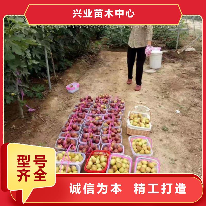 无花果-大棚草莓苗全品类现货