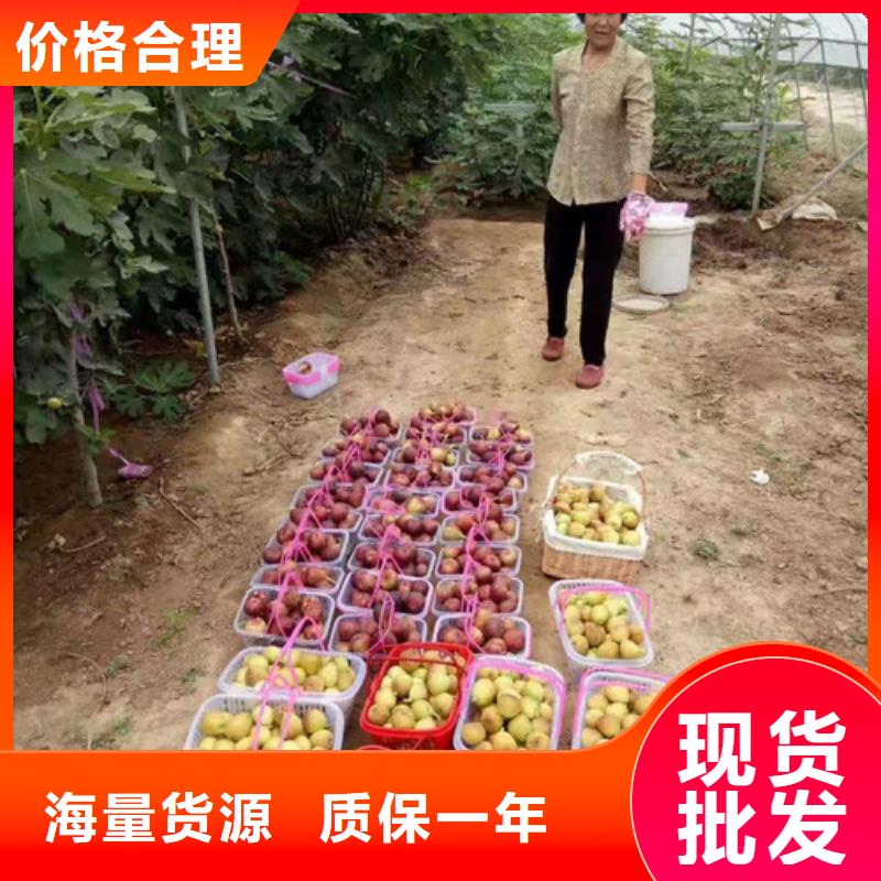 无花果【大棚草莓苗】的简单介绍