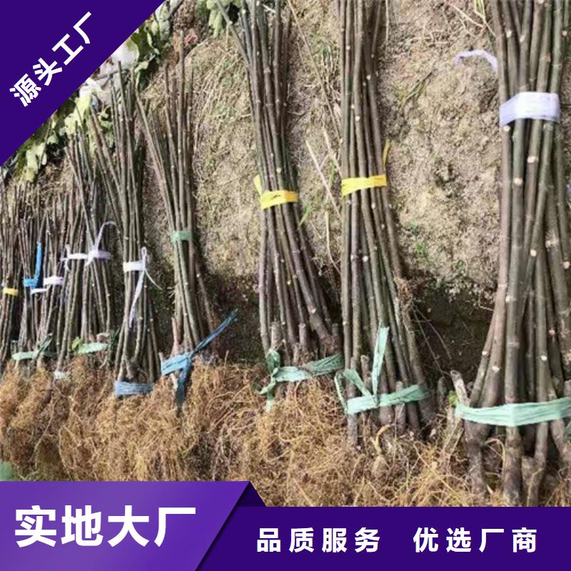 无花果珍珠油杏专注品质