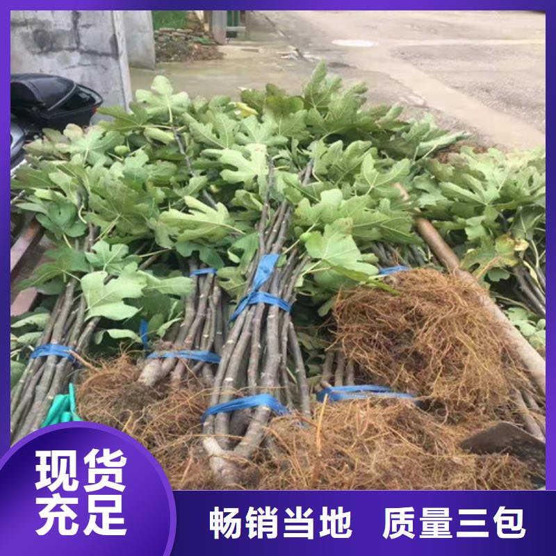 无花果【翠冠梨苗】严格把控每一处细节