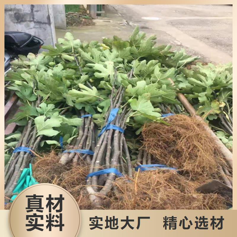 无花果山楂苗经久耐用