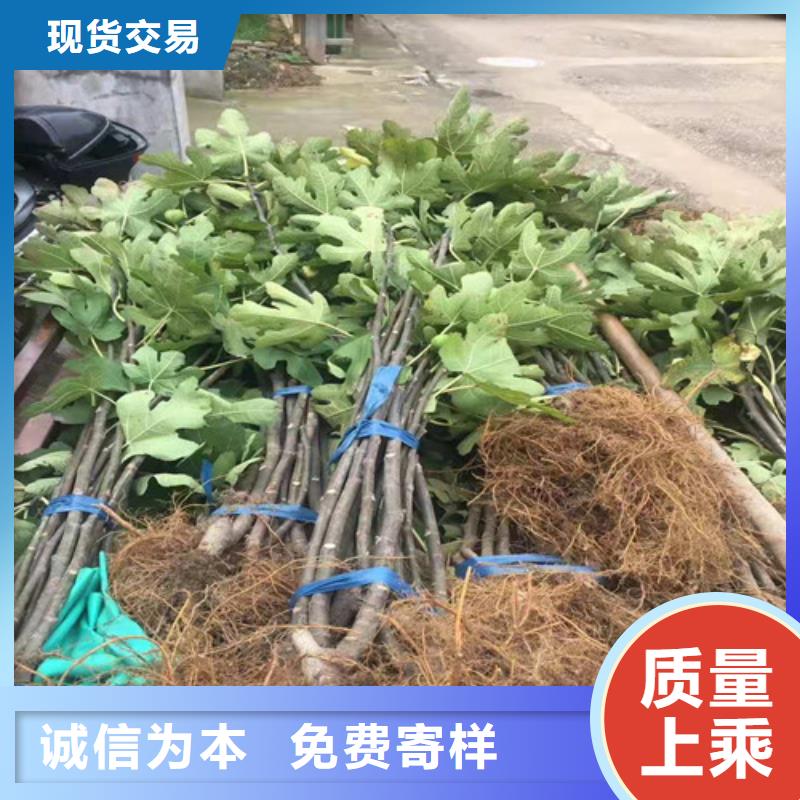 无花果-大棚草莓苗全品类现货