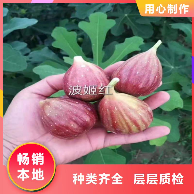 无花果核桃苗批发供应