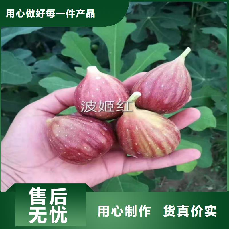 无花果_蓝莓苗品质保证