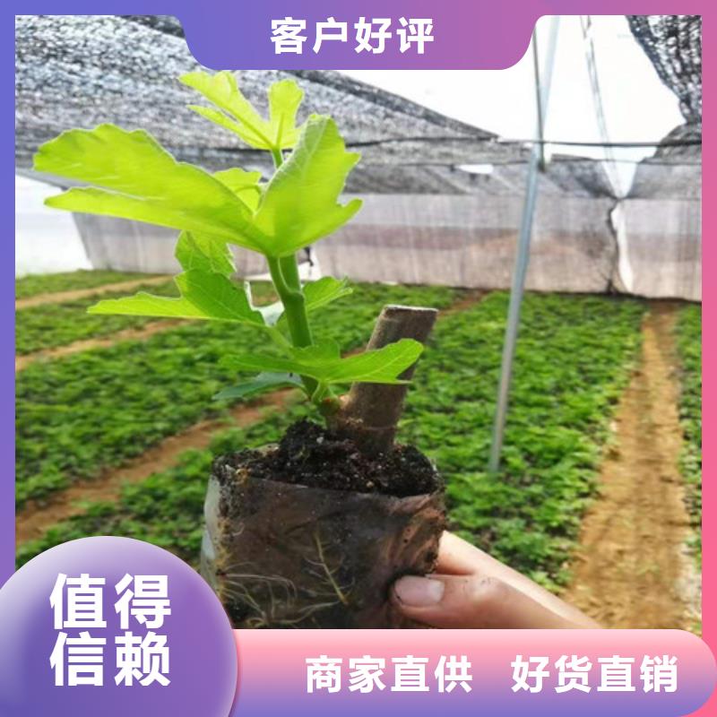 无花果无花果苗定制不额外收费