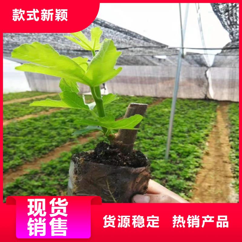 无花果苹果苗规格齐全实力厂家