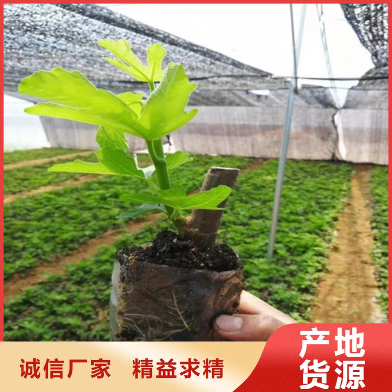 无花果山楂苗设备齐全支持定制