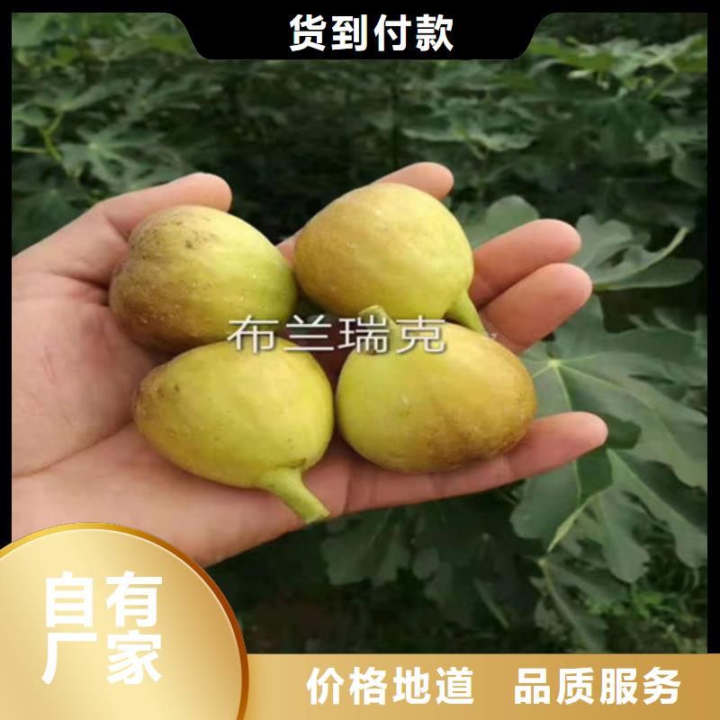 无花果,冬枣苗使用方法