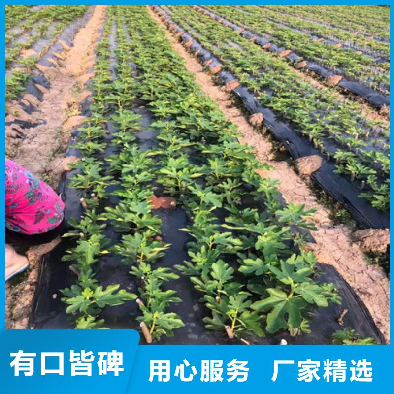 无花果山楂苗设备齐全支持定制