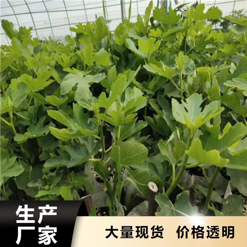 无花果【山楂树苗】行业优选