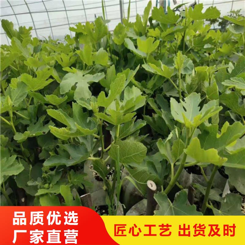 无花果大棚草莓苗满足您多种采购需求