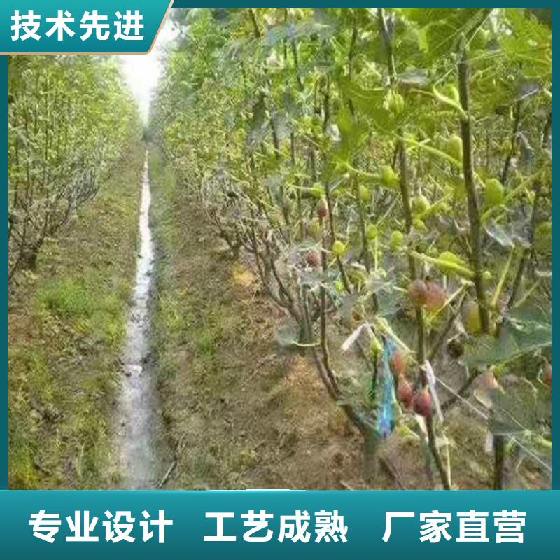 无花果梨树苗满足您多种采购需求