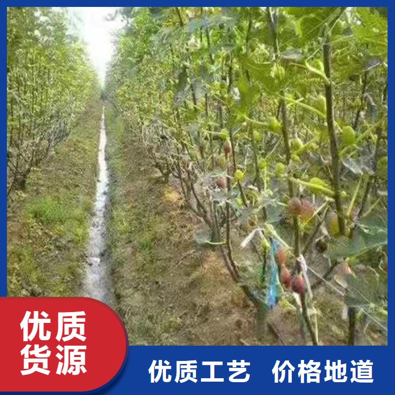 无花果_大棚草莓苗规格齐全