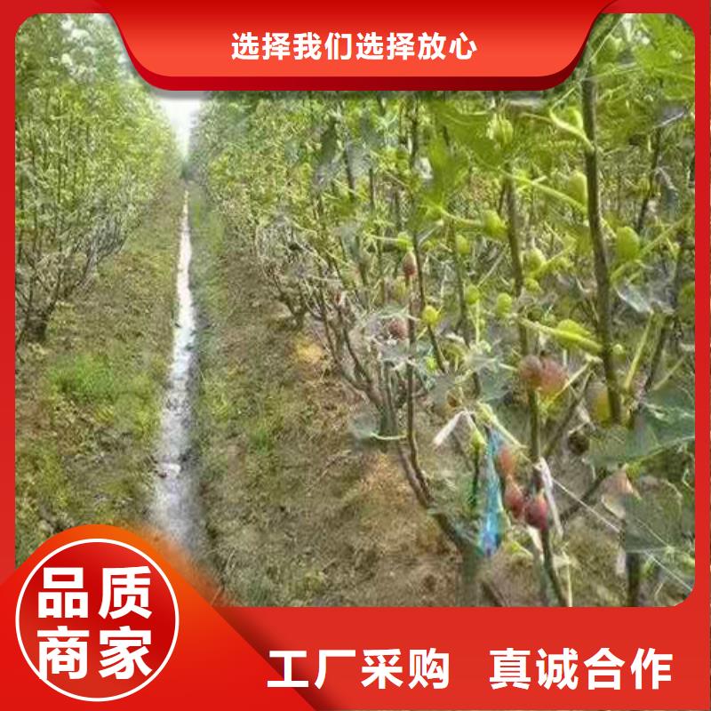 无花果【苹果苗】细节之处更加用心