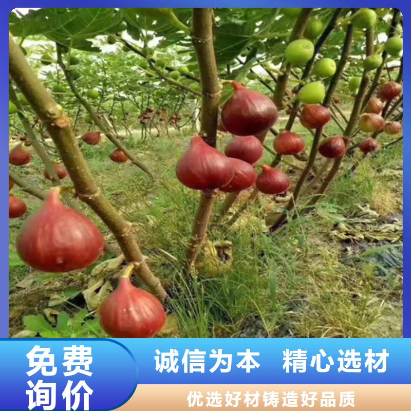 无花果苹果苗规格齐全实力厂家