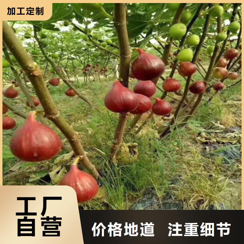 无花果大棚草莓苗满足您多种采购需求