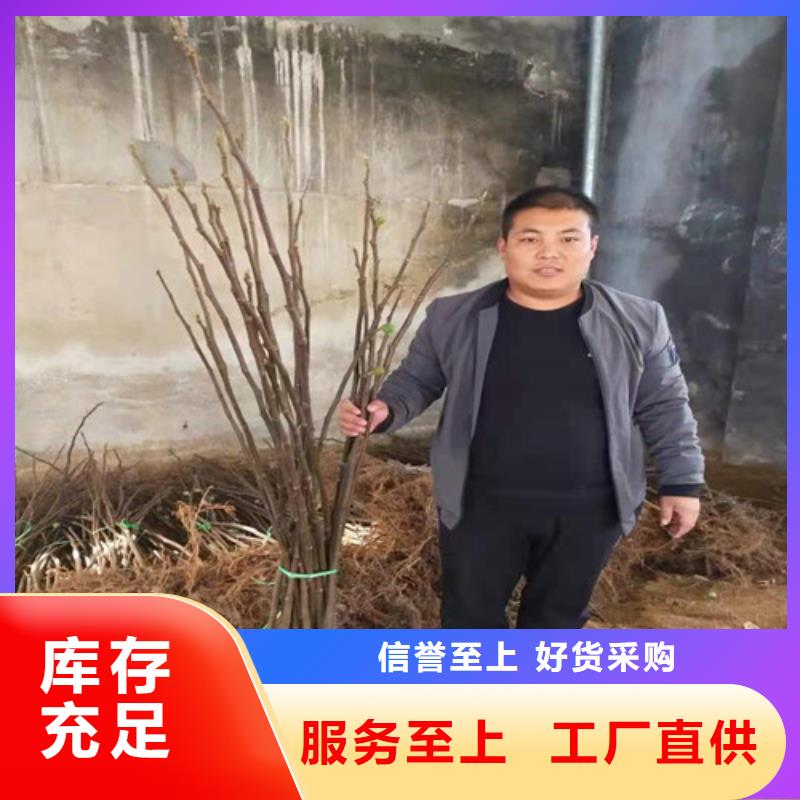 【无花果蓝莓苗销售的是诚信】