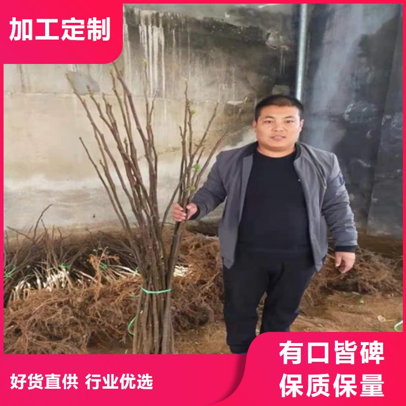 无花果大棚草莓苗满足您多种采购需求