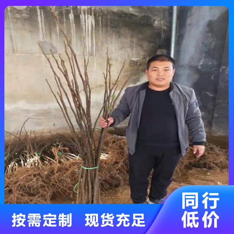 无花果,冬枣苗使用方法