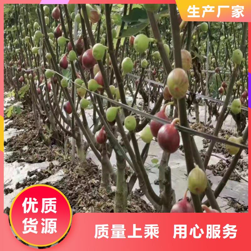 【无花果香椿树苗种类丰富】