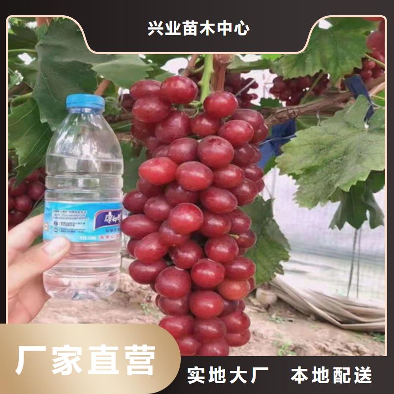 【葡萄】,金银花树苗好产品有口碑