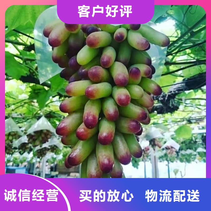 葡萄,甜茶苗符合行业标准