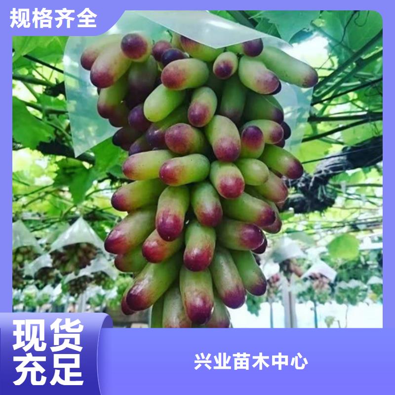 【葡萄_蓝莓苗款式新颖】