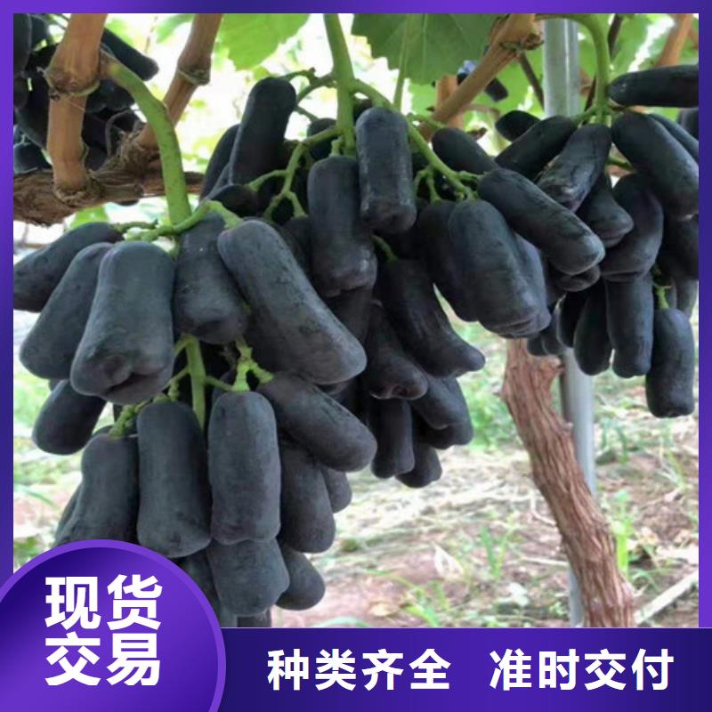 【葡萄_蓝莓苗款式新颖】