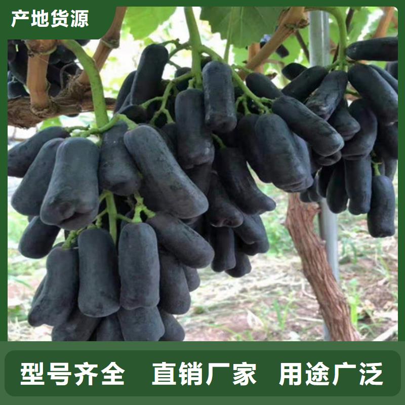 葡萄_甜茶苗货源足质量好