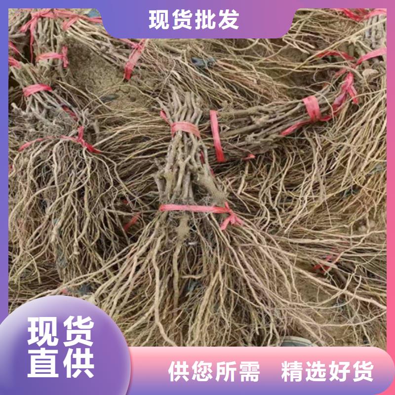 葡萄-【大棚草莓苗】用好材做好产品