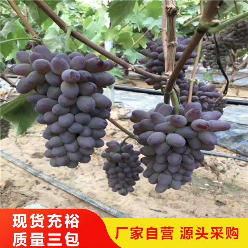 【葡萄嘎啦苹果苗来图定制量大从优】