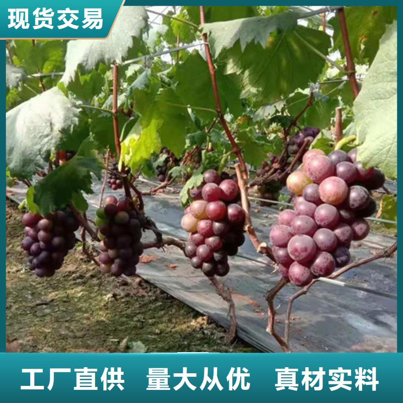 葡萄_甜茶苗货源足质量好