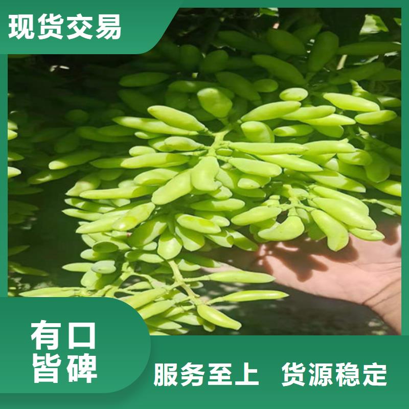 葡萄大棚草莓苗工艺层层把关