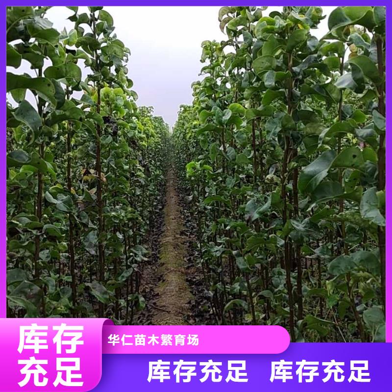 【梨】梨树苗基地优质材料厂家直销