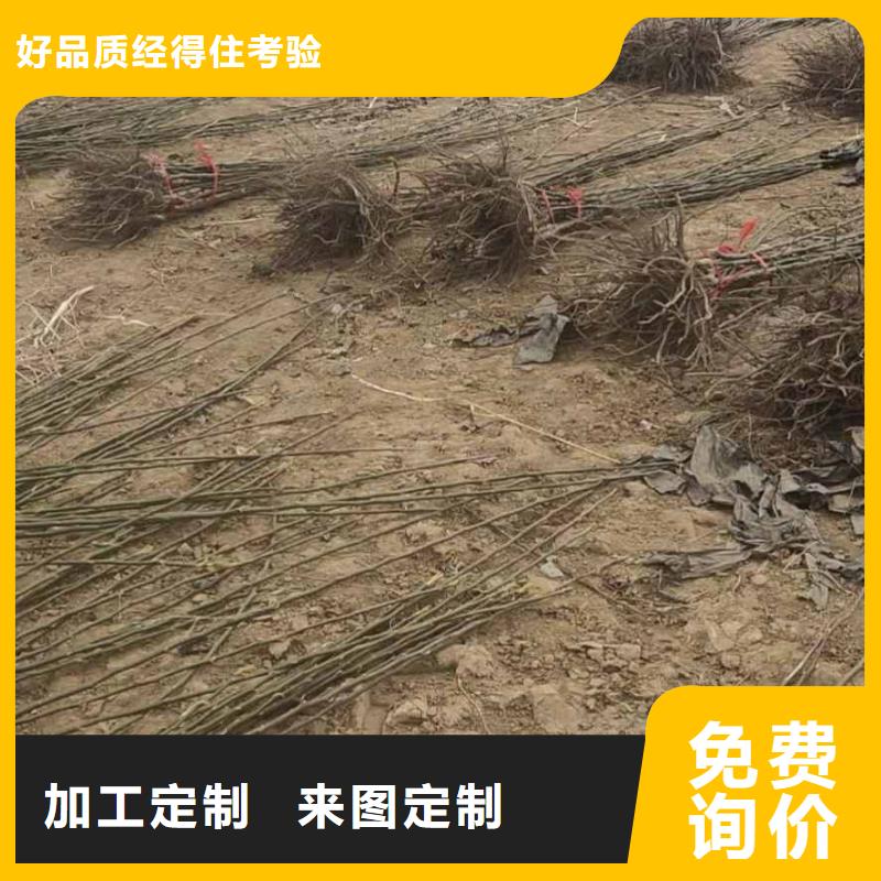 【梨】梨树苗基地我们更专业