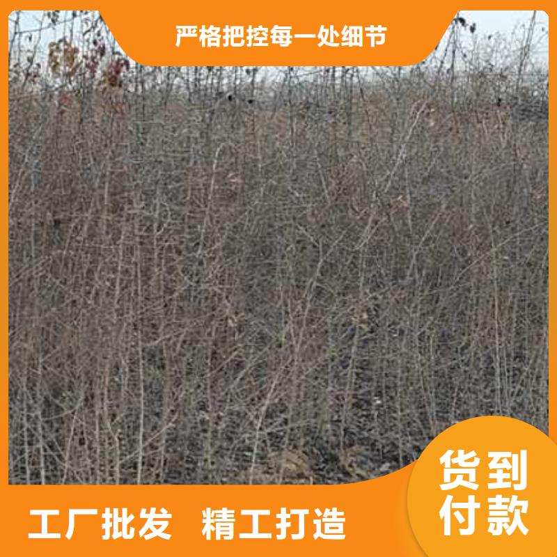 杜梨-梨树苗基地欢迎新老客户垂询